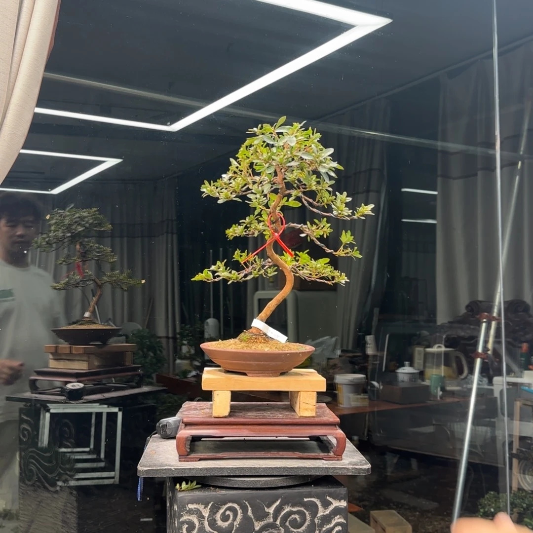 老***亮无花朵花卉苗木花卉苗木