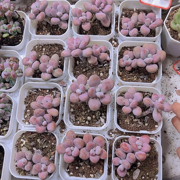 桃蛋双头19包邮多肉植物