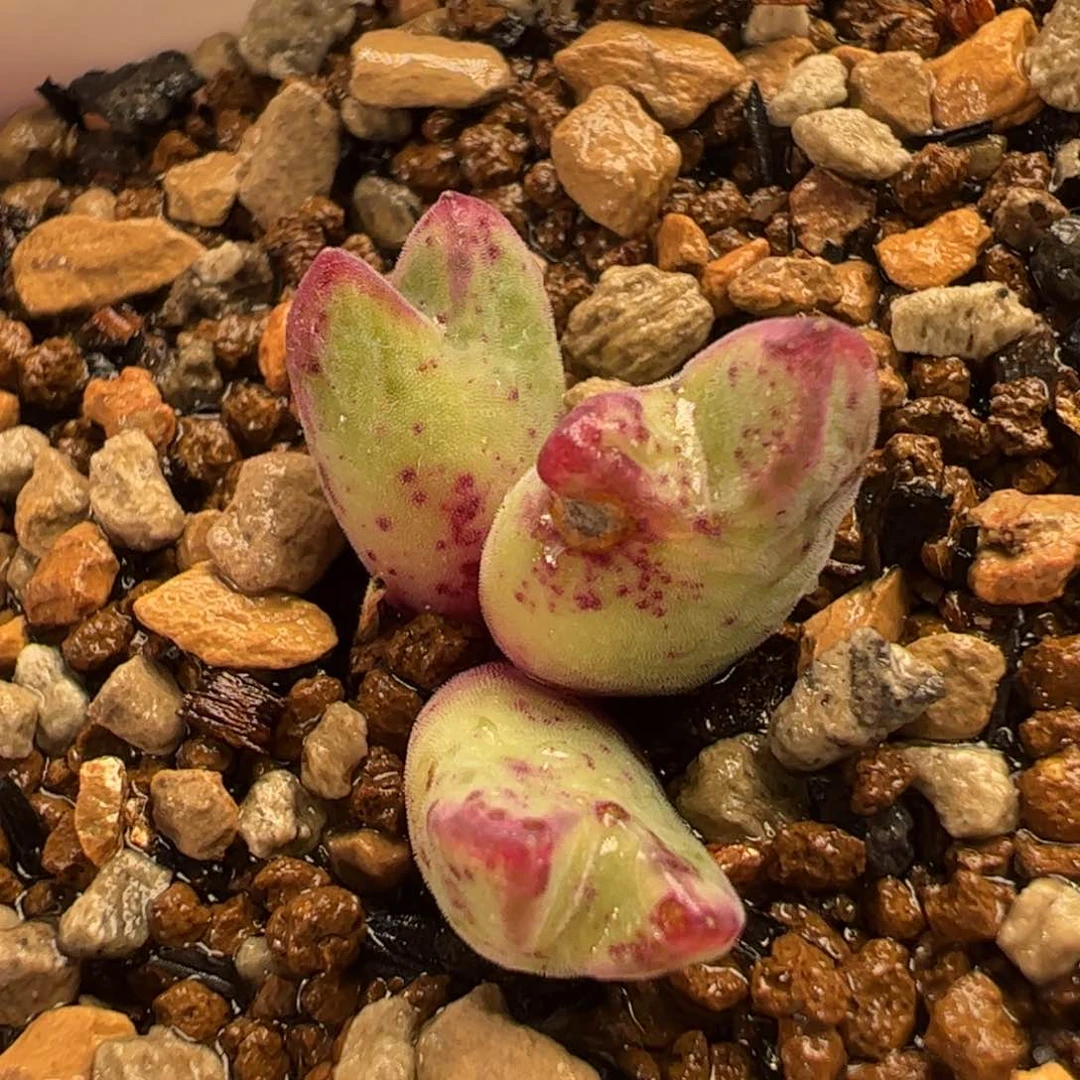 0136多肉植物百科