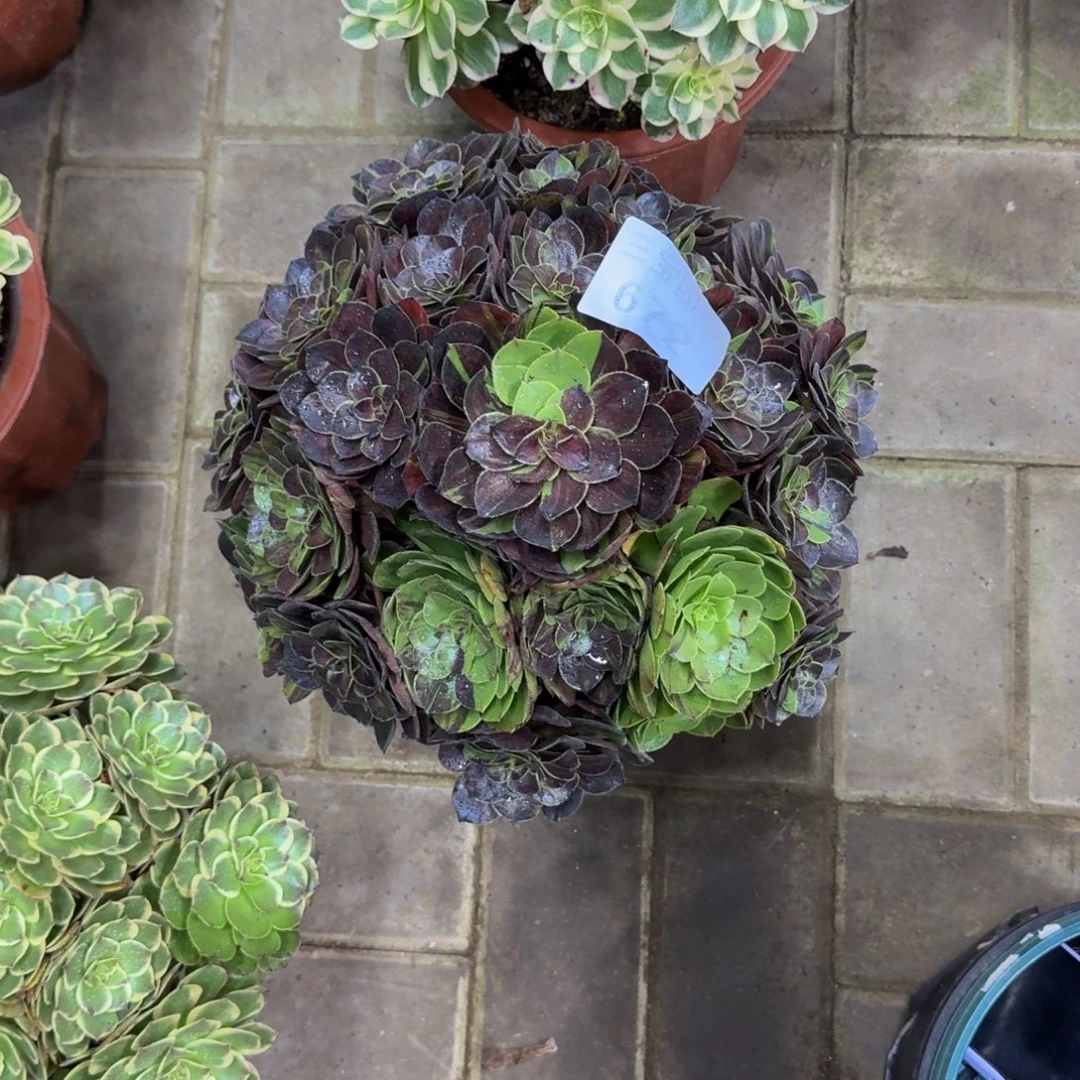 “***”多肉植物672花月夜