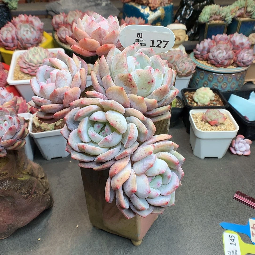 一***_127 五头橙子带盆