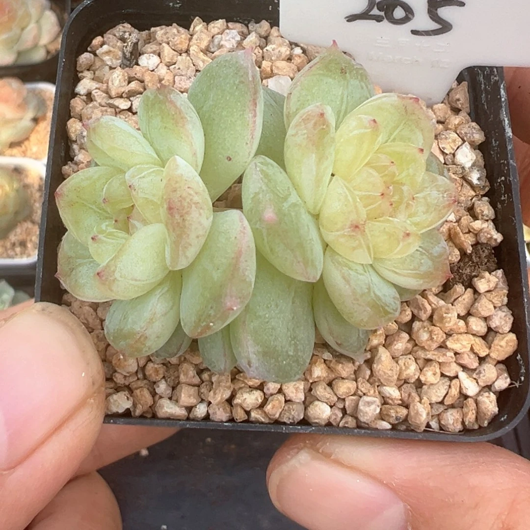205号若梦风花雪月系列
