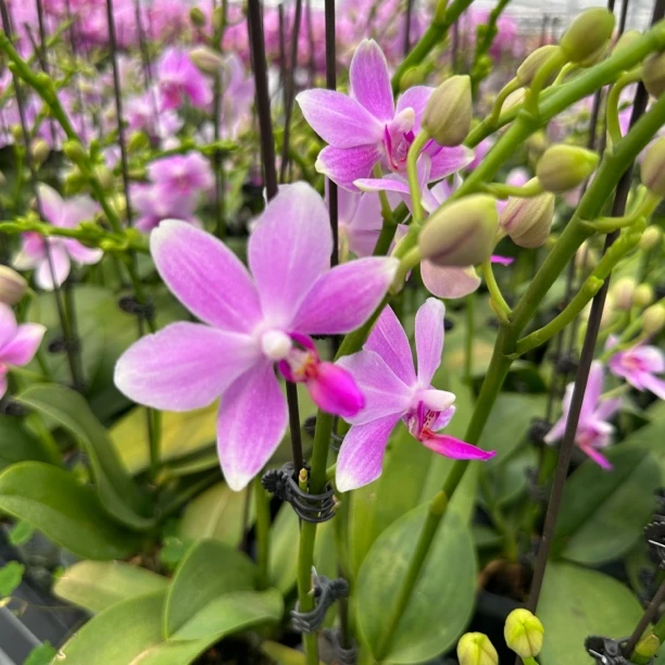 【蓝宝石 3.0寸】蝴蝶兰高档鲜花盆栽