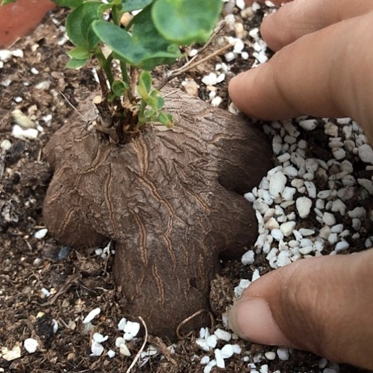 1558，象足龟甲龙特价如图