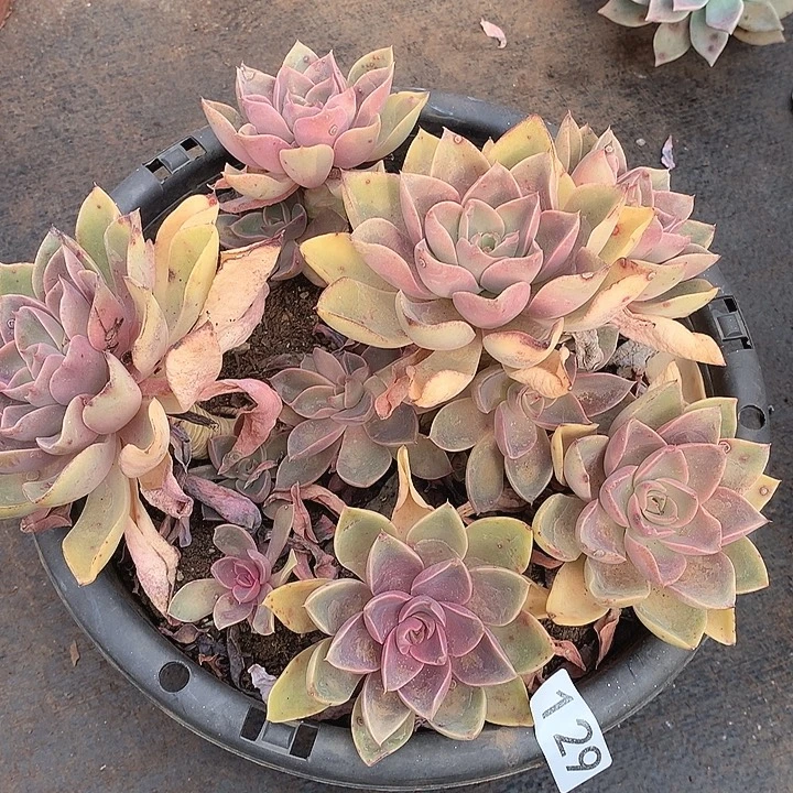 129琼斯一物一拍多肉