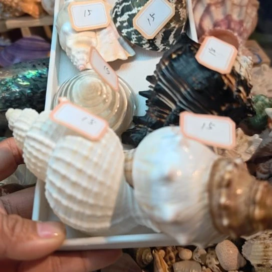 石材天然海螺贝壳
