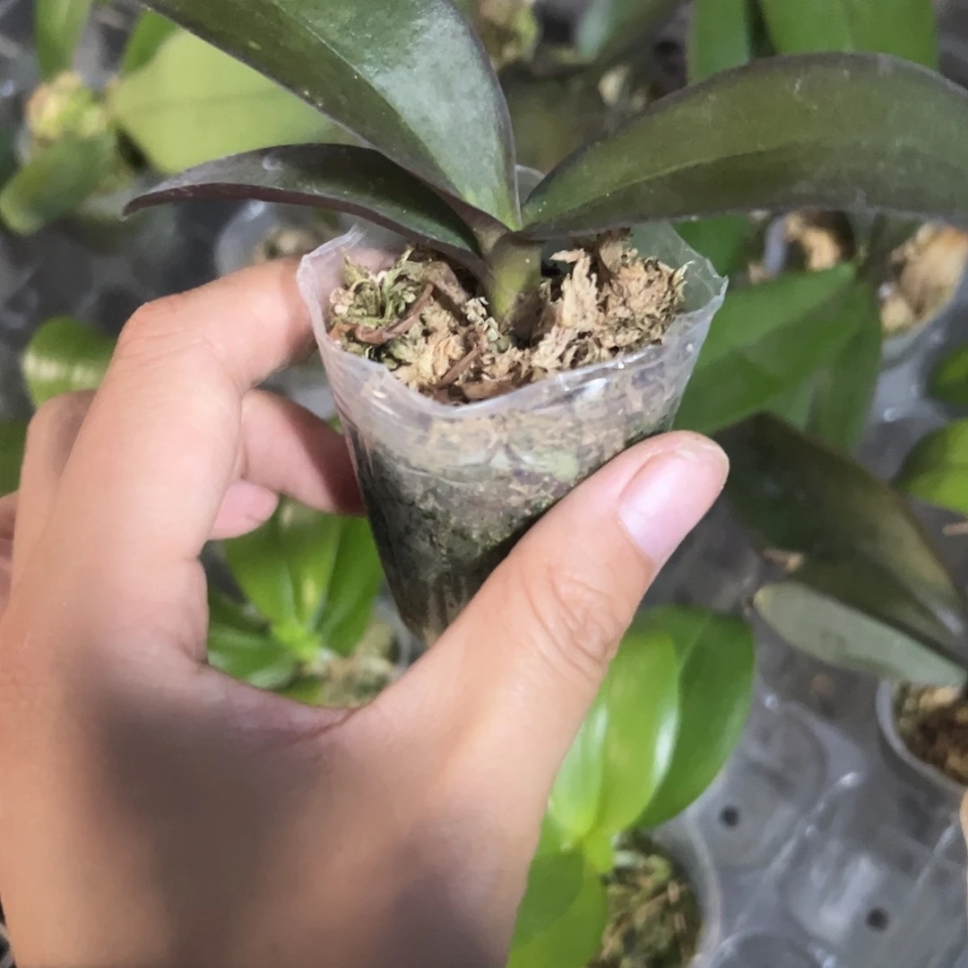 当前无花栽培后可以开花佛陀宝藏1.7苗微瑕