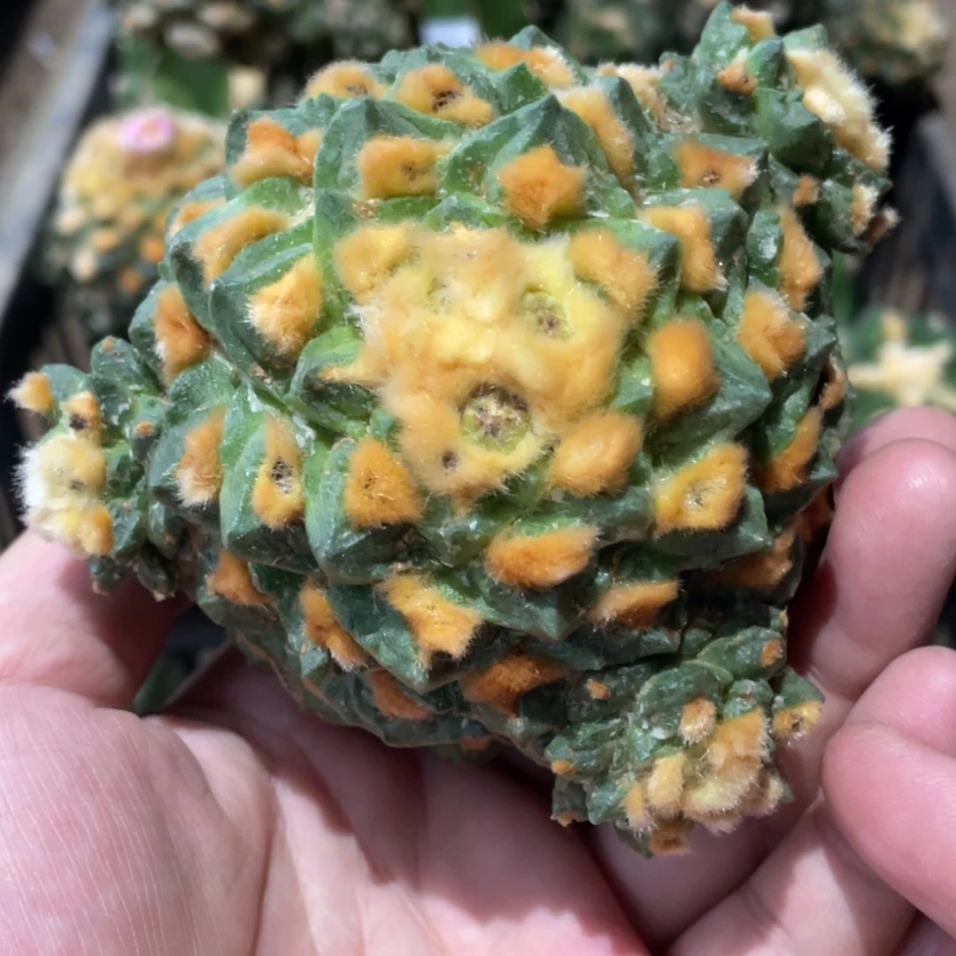 全部花朵陀螺 螺旋金毛龟甲牡丹838