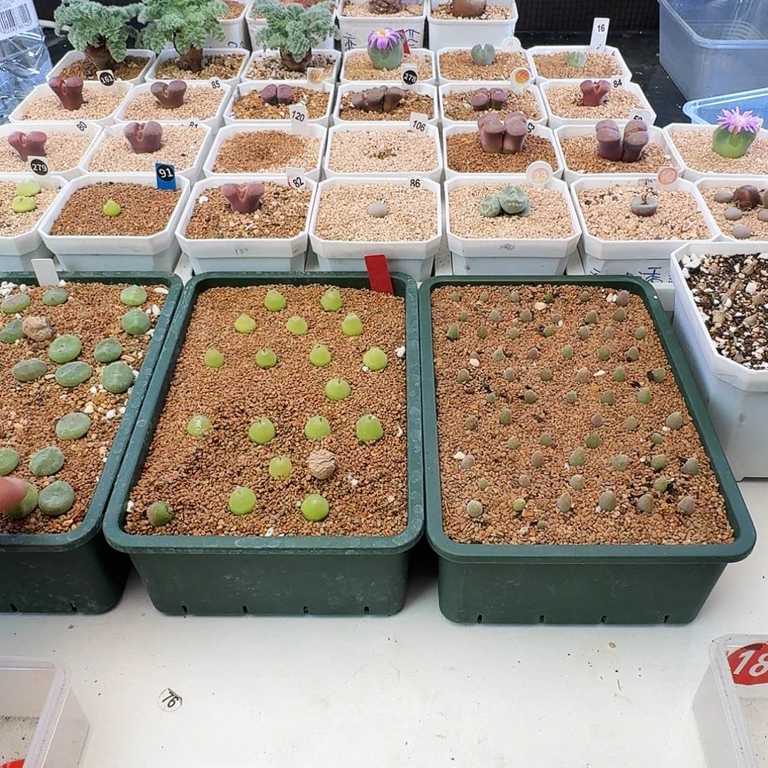 多肉植物福利风铃绿豆糕134