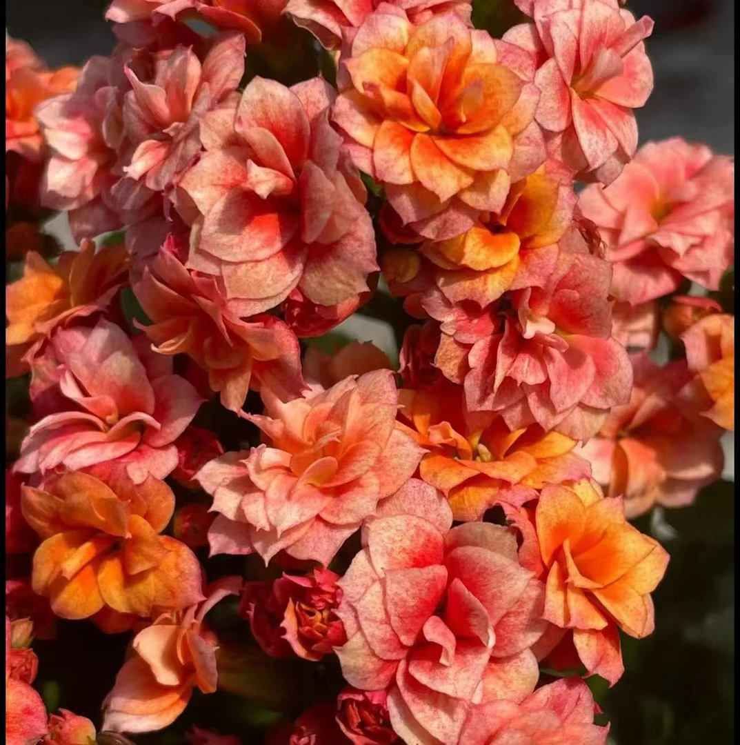 【李先生】烟花！！长寿花盆栽室内绿植四季开花