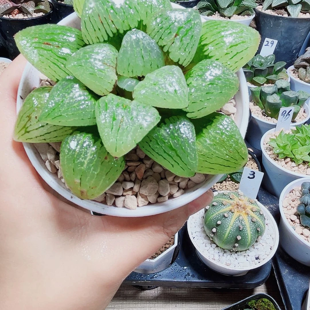 青芷姬多肉植物6666