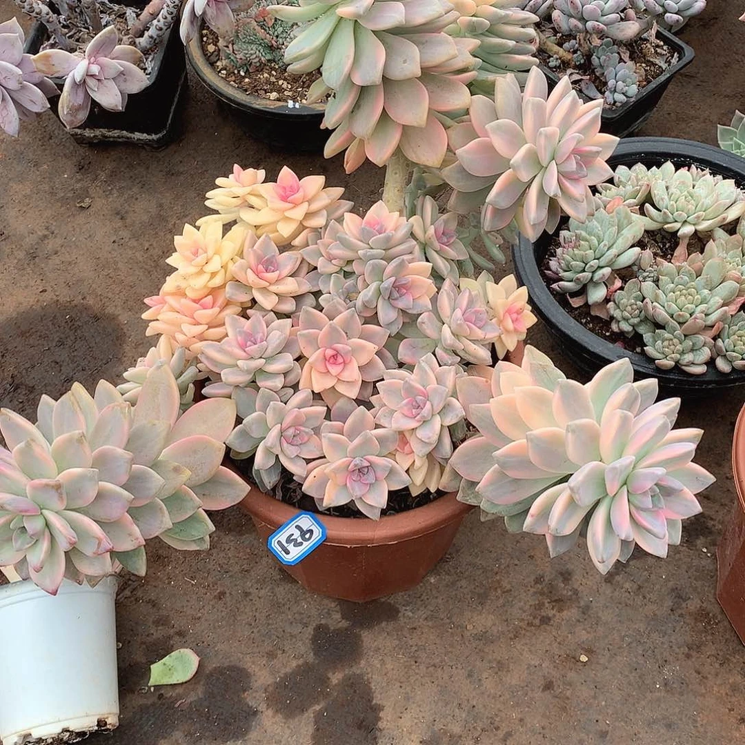 931淡雪锦 一物一拍多肉