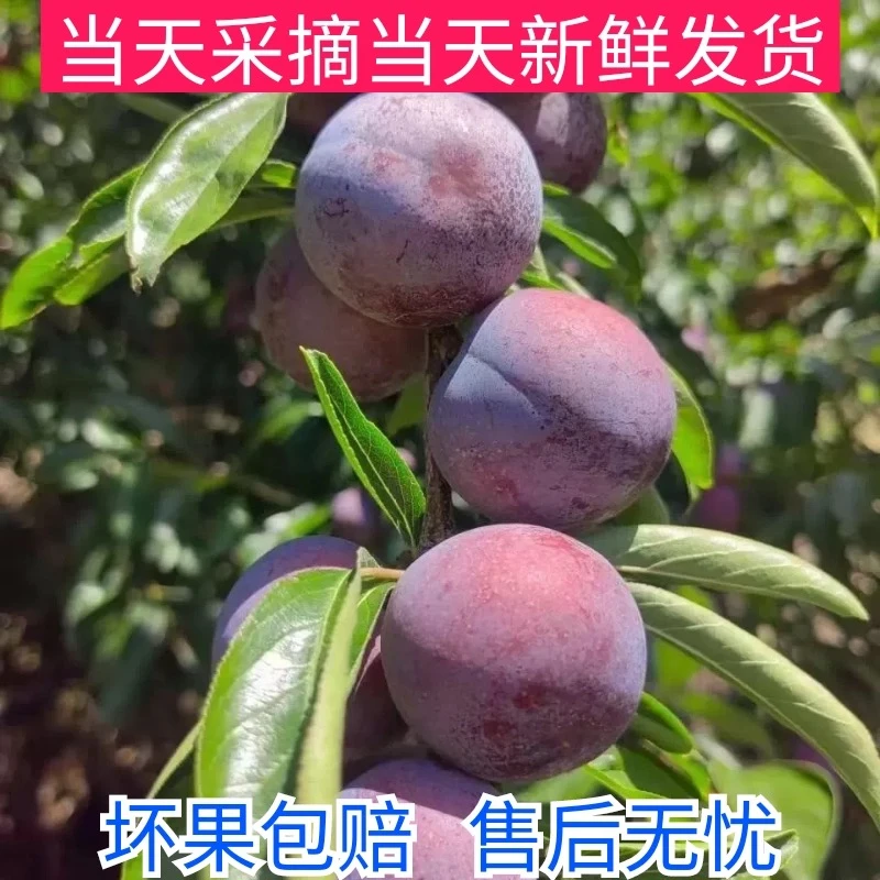 贵州正宗脆红李农家自种现摘现发顺丰包邮