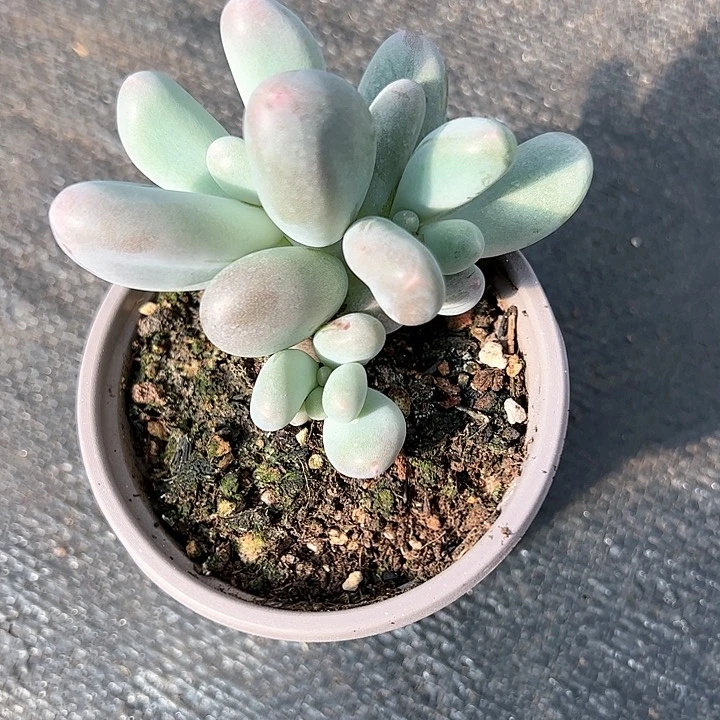 【闪购商品】米可爱小苗