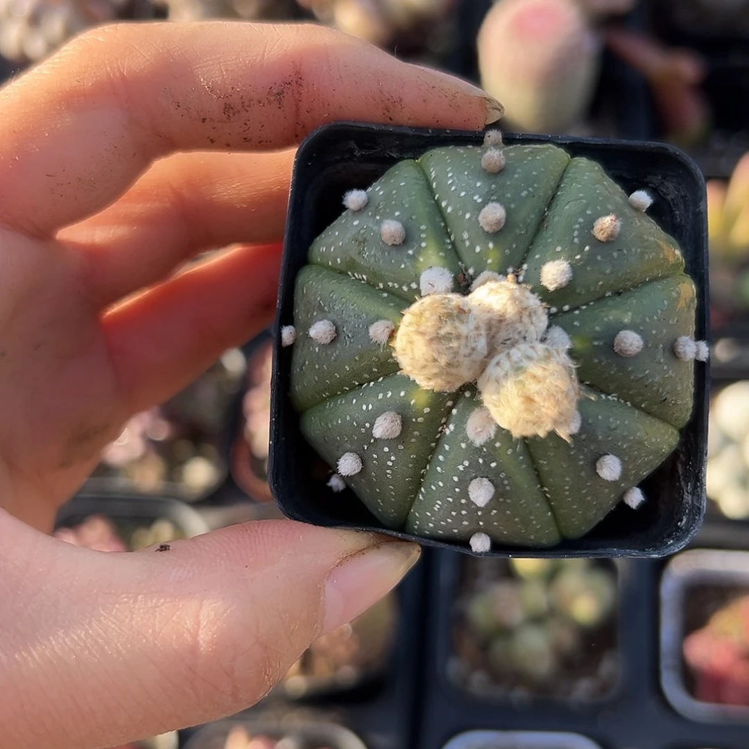 星斗父母植物中央音乐学院