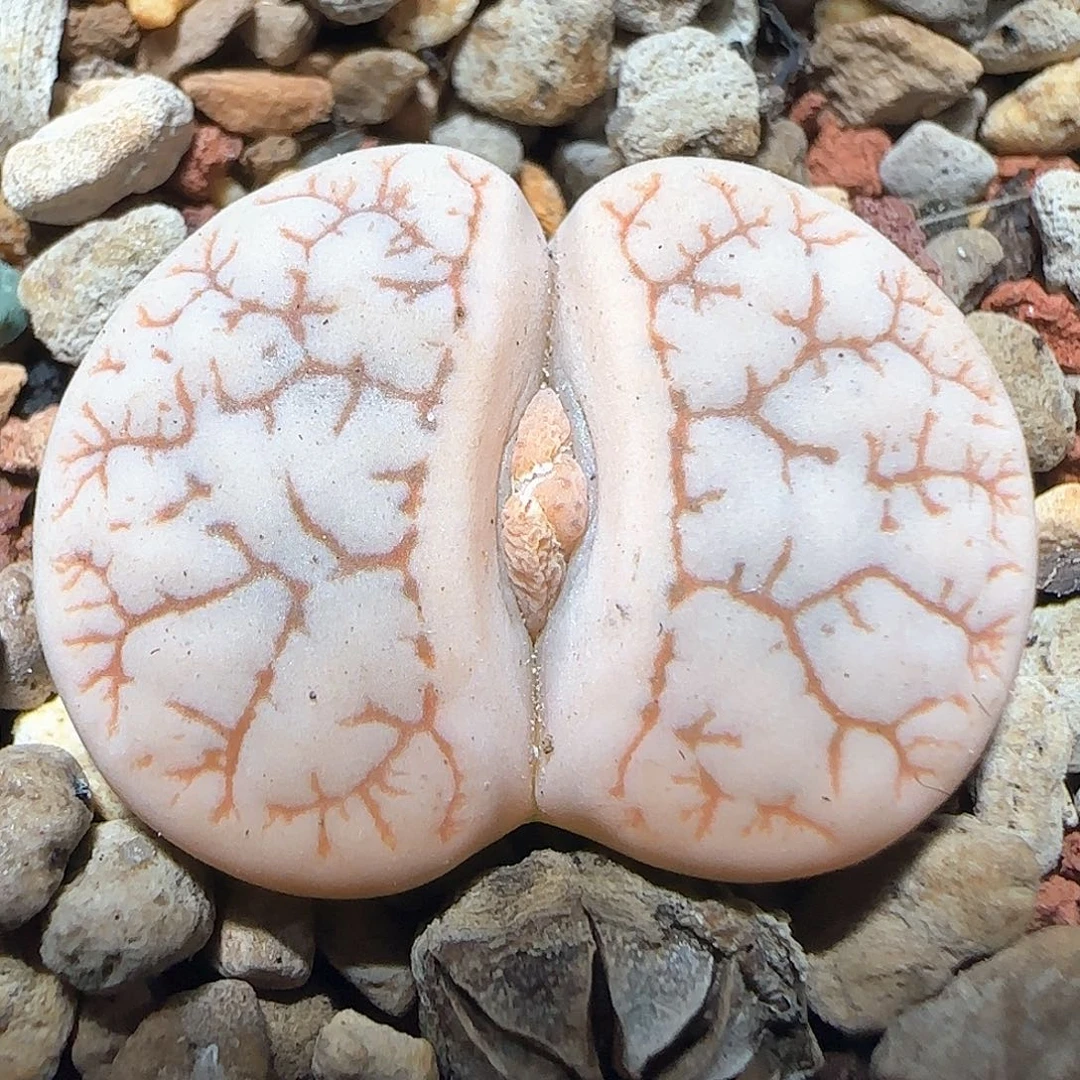 哈哈哈哈哈哈哈77