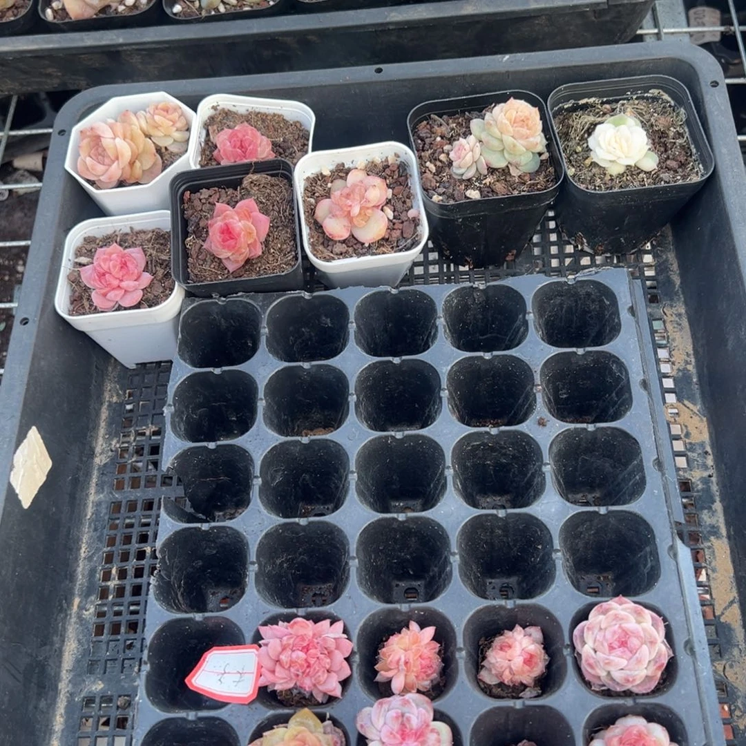 小卡拉米糖心一物一拍12-166