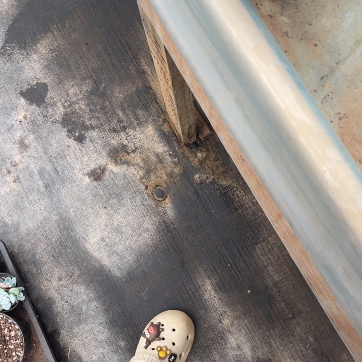 与***飞多肉植物的生长发育和生长