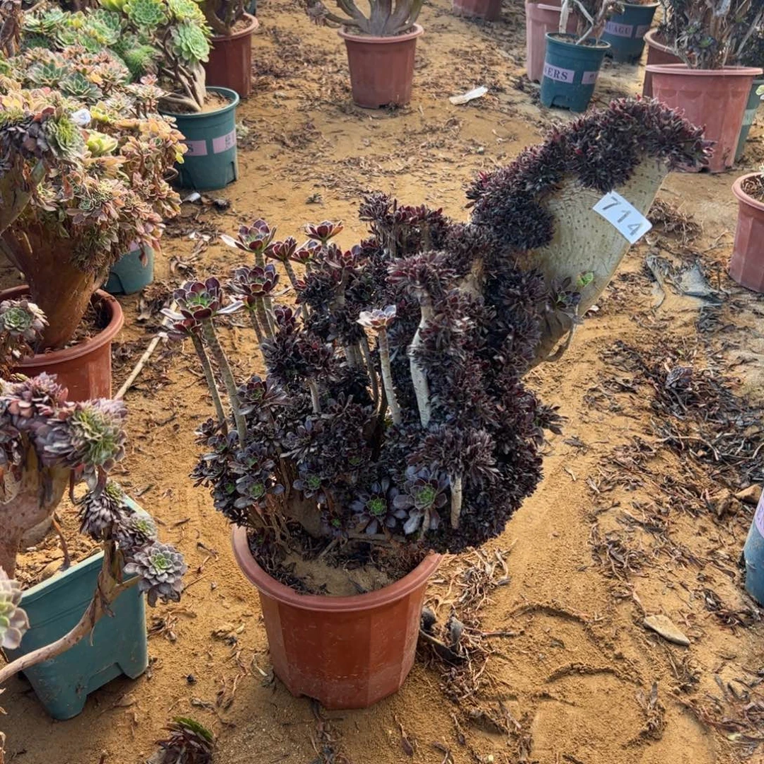 微瑕疵714高45厘米