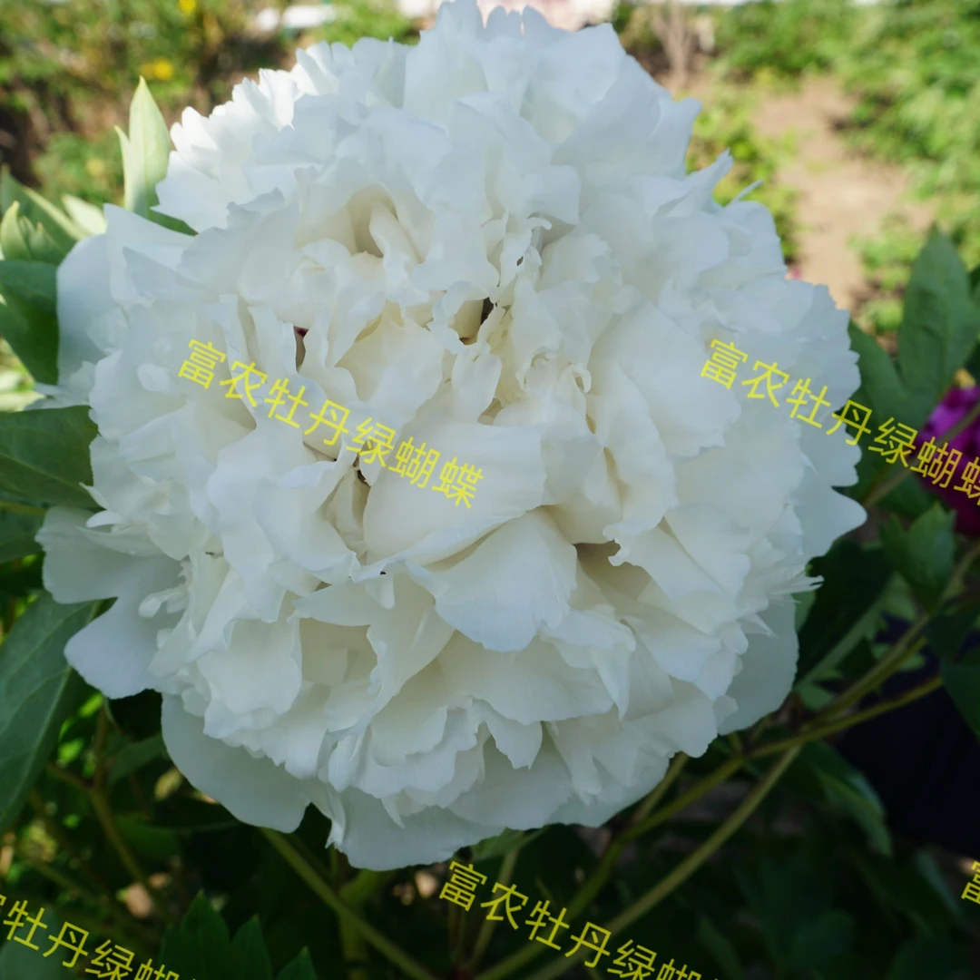 富农紫斑牡丹嫁接苗绿色系嫁接苗鲜花