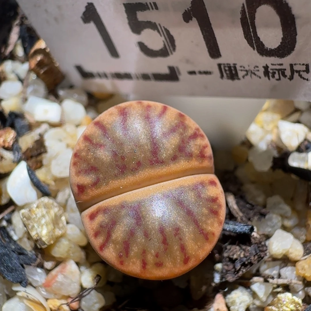 zzzz生石花肉锥1510