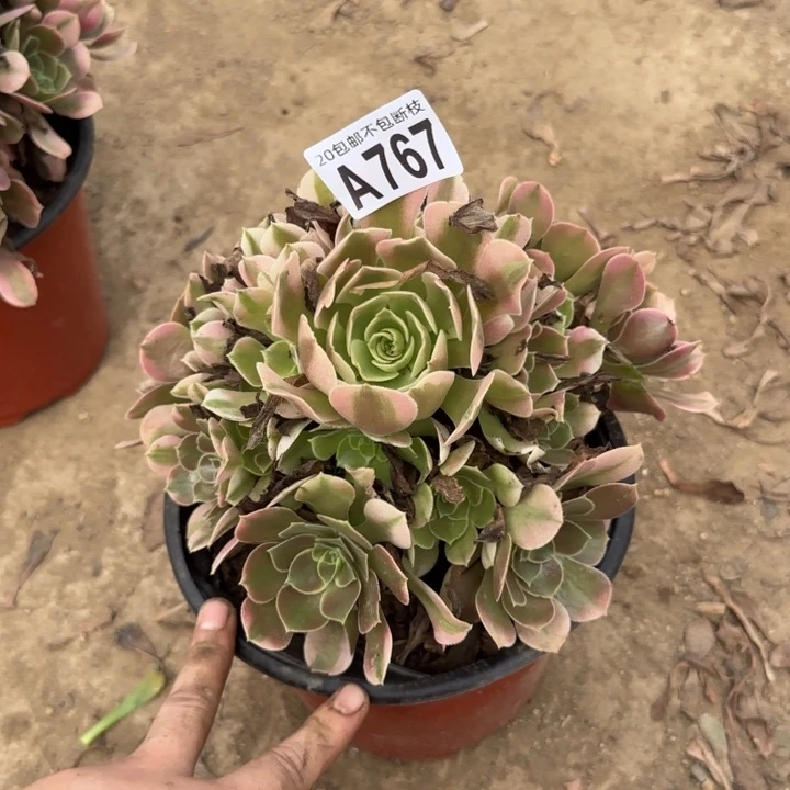 香妃……多肉植物……