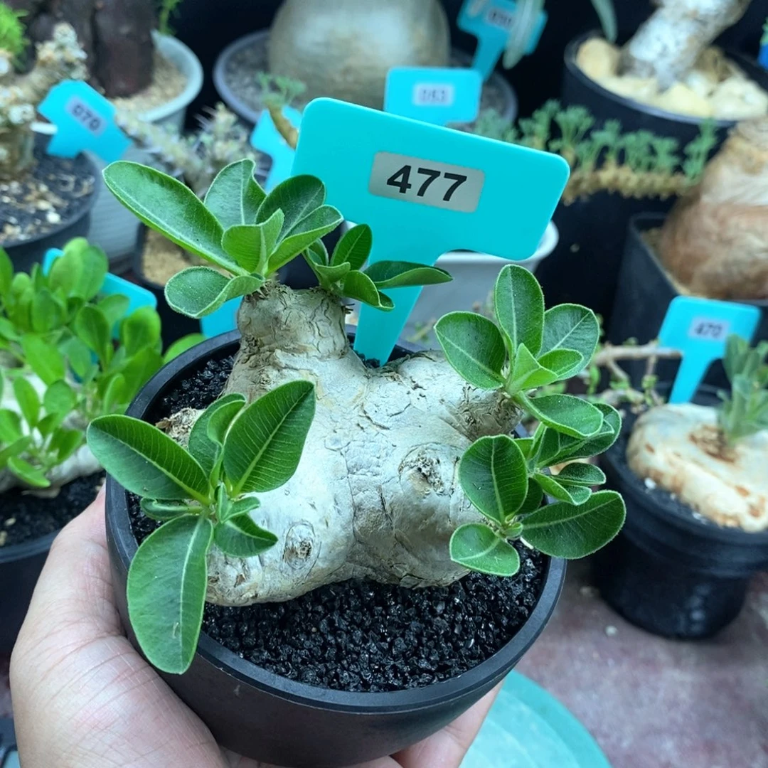 产地惠比须笑多肉植物