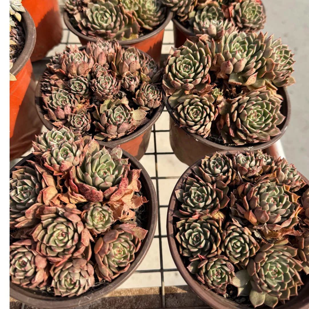 奥利维亚（多肉全店满19元包邮）植物组合盆栽