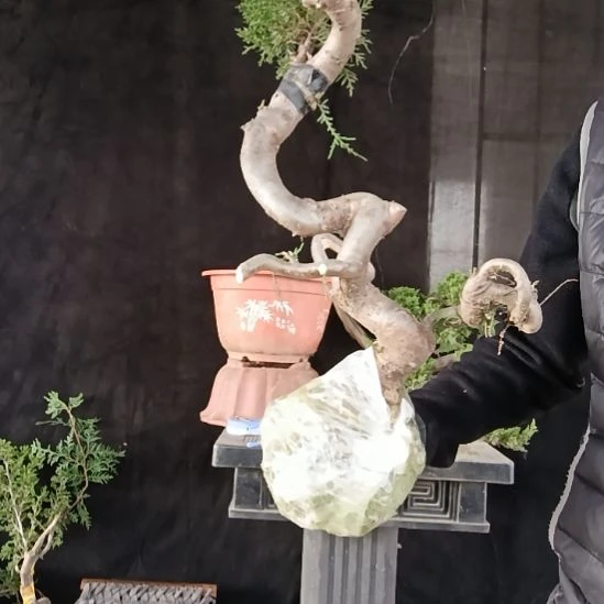 烟***毛无花朵好好好好好好好好好好好好好好好好好好