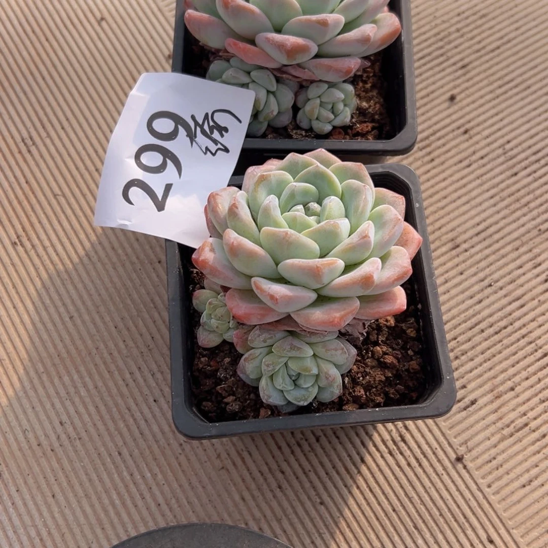 是**吖299、不想好想彼此彼此女女粉