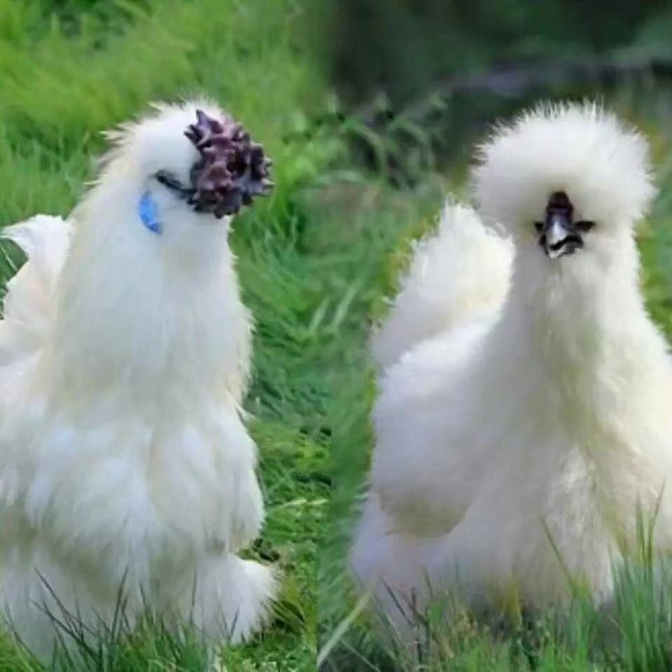 【10只装】泰和白凤乌鸡整鸡生鲜发货肉质鲜美多汁美味