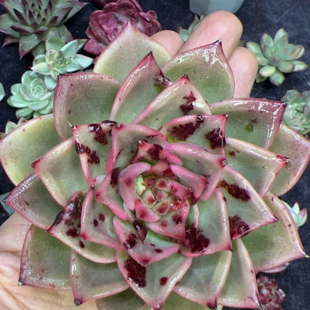 个体拉丝，多肉植物组合