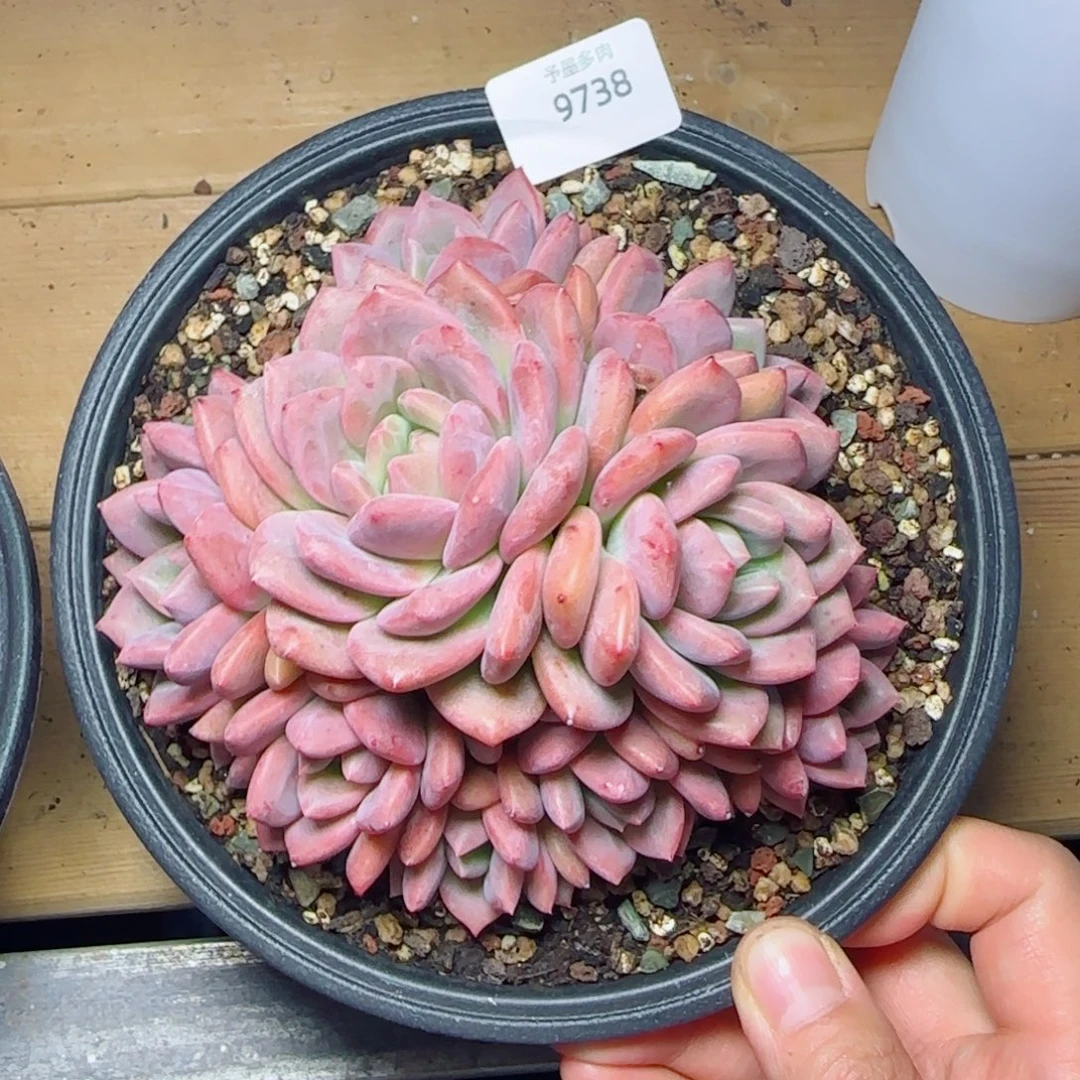 爱丽儿群，9738多肉植物