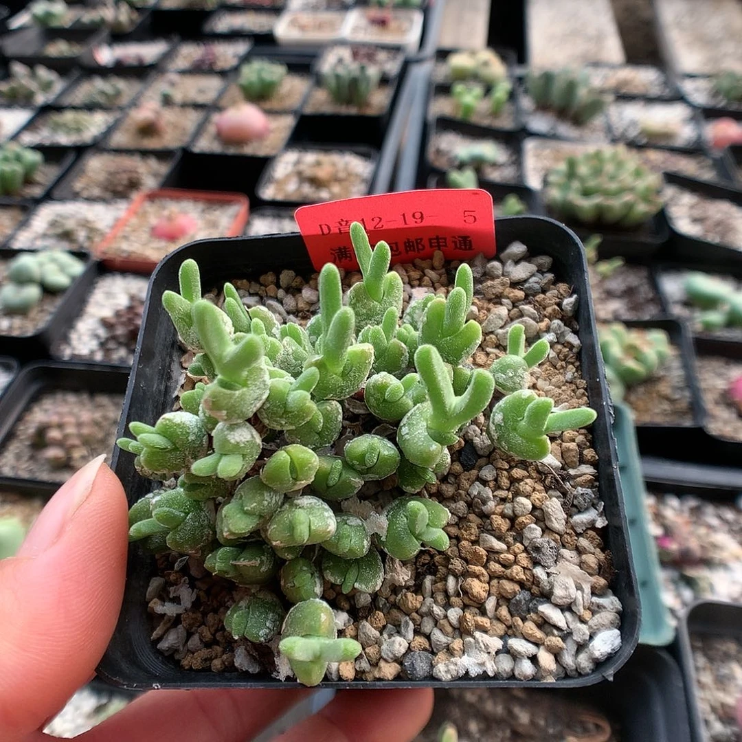 12-19-5  冰糕一群