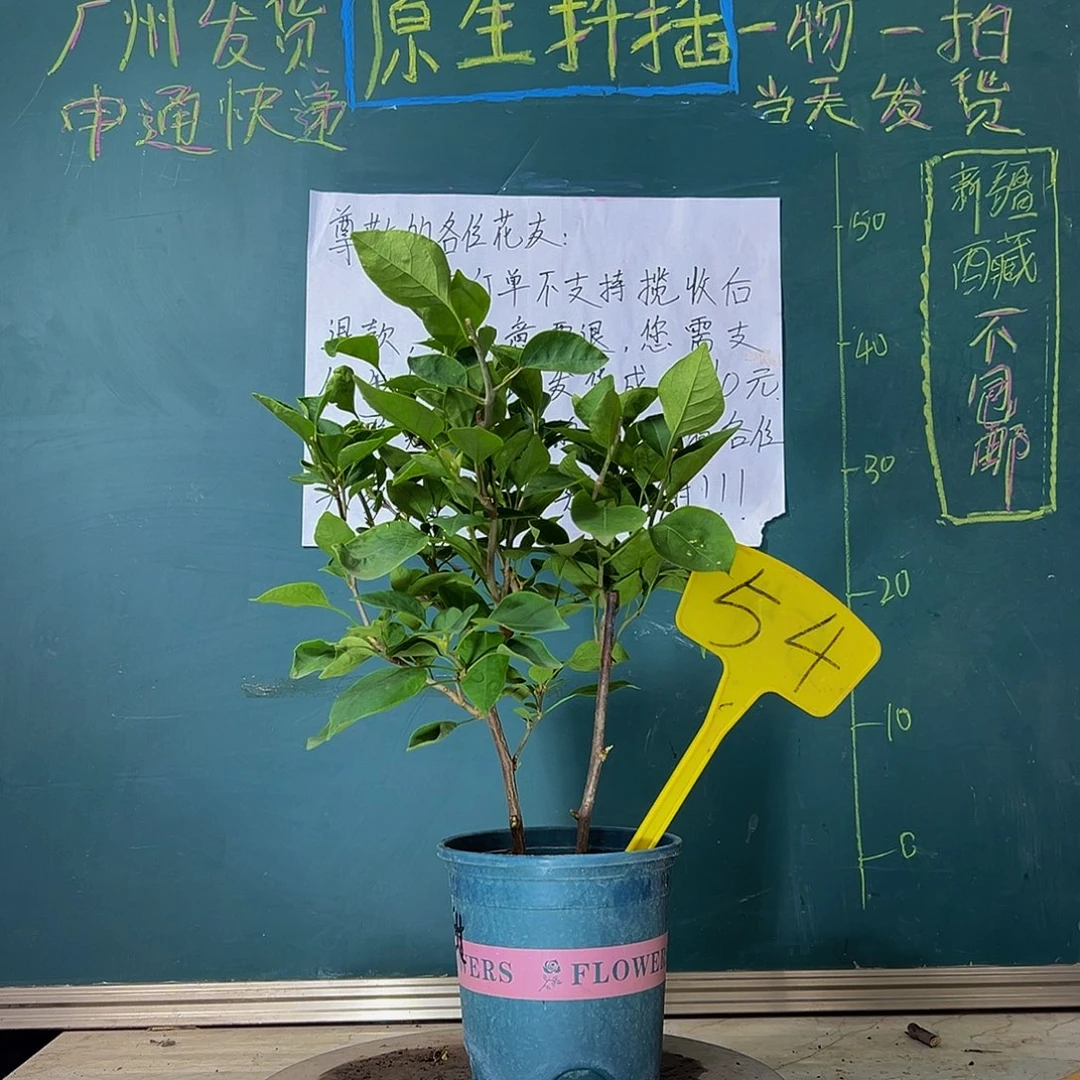 当前无花栽培后可以开花甜西瓜 54