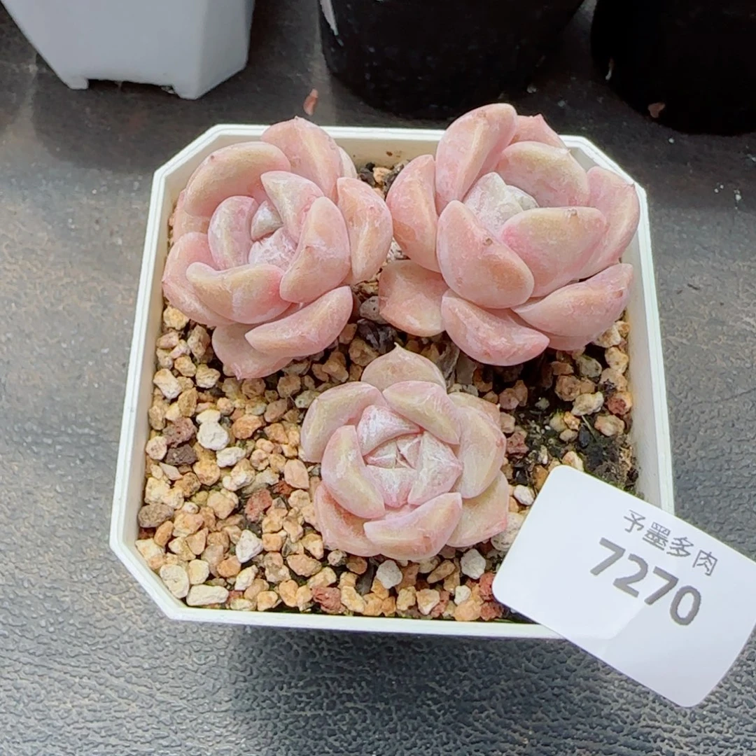 汉堡无砍，7270多肉植物