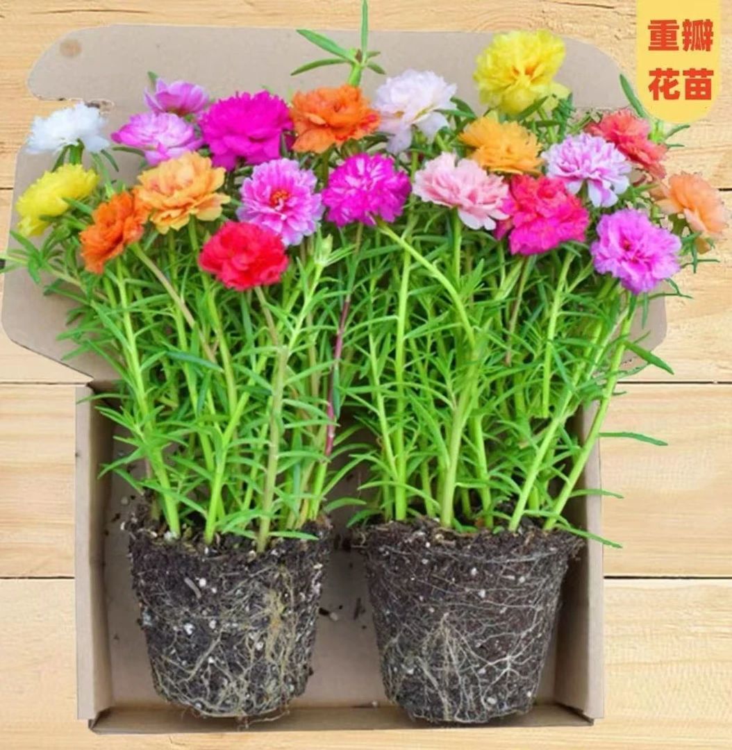 【带根带土】重瓣太阳花多色品种 宿根多年生 开花植物易活