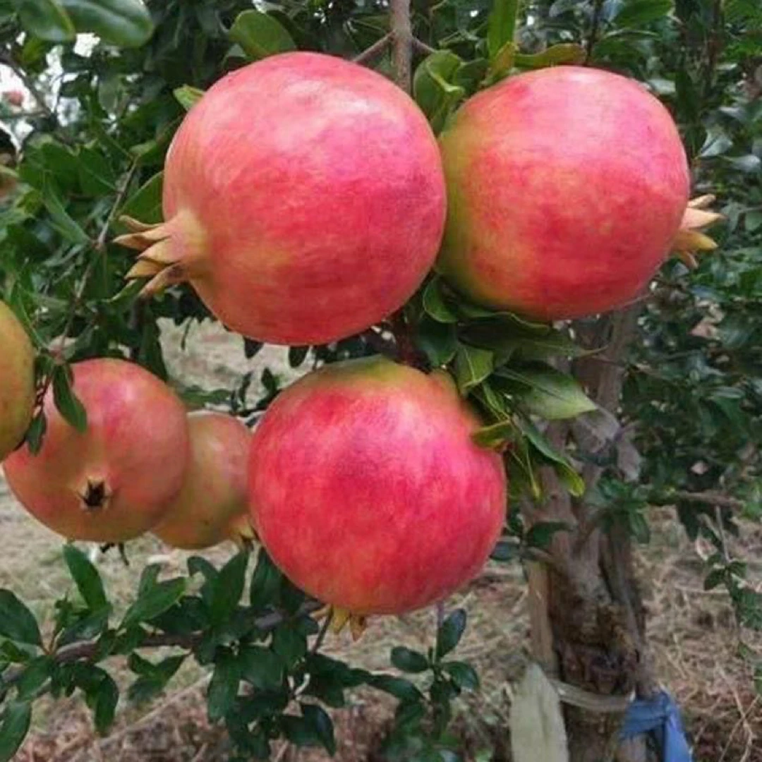 软籽石榴果苗适合南方北方盆栽地栽庭院阳台