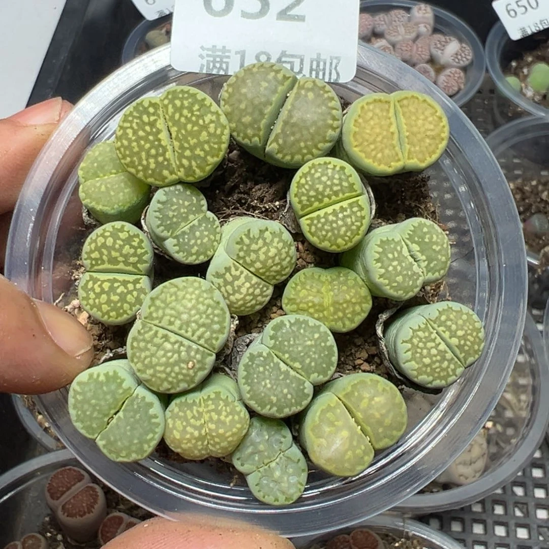 【闪购商品】 652.