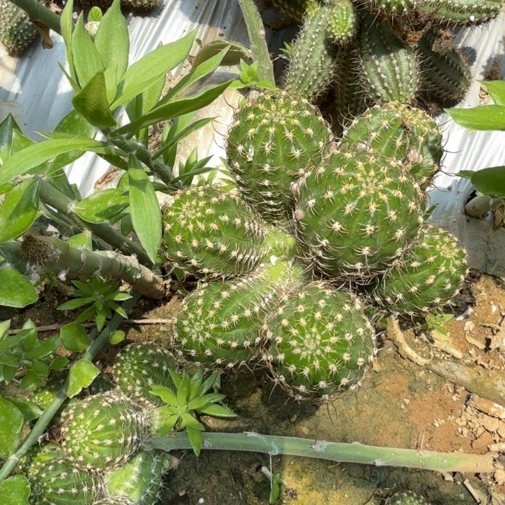 矮胖白檀495群生201