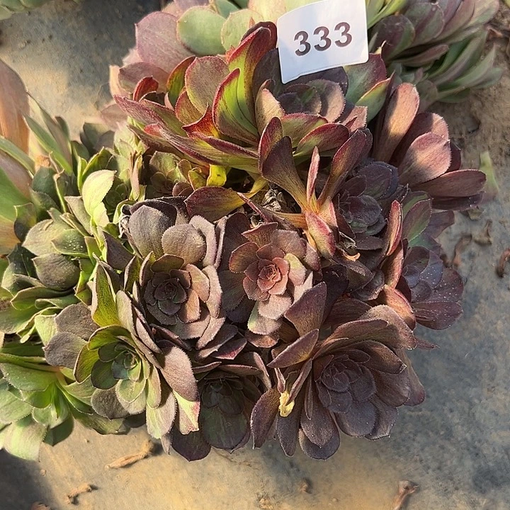 江****姐1.19-333花月夜多肉