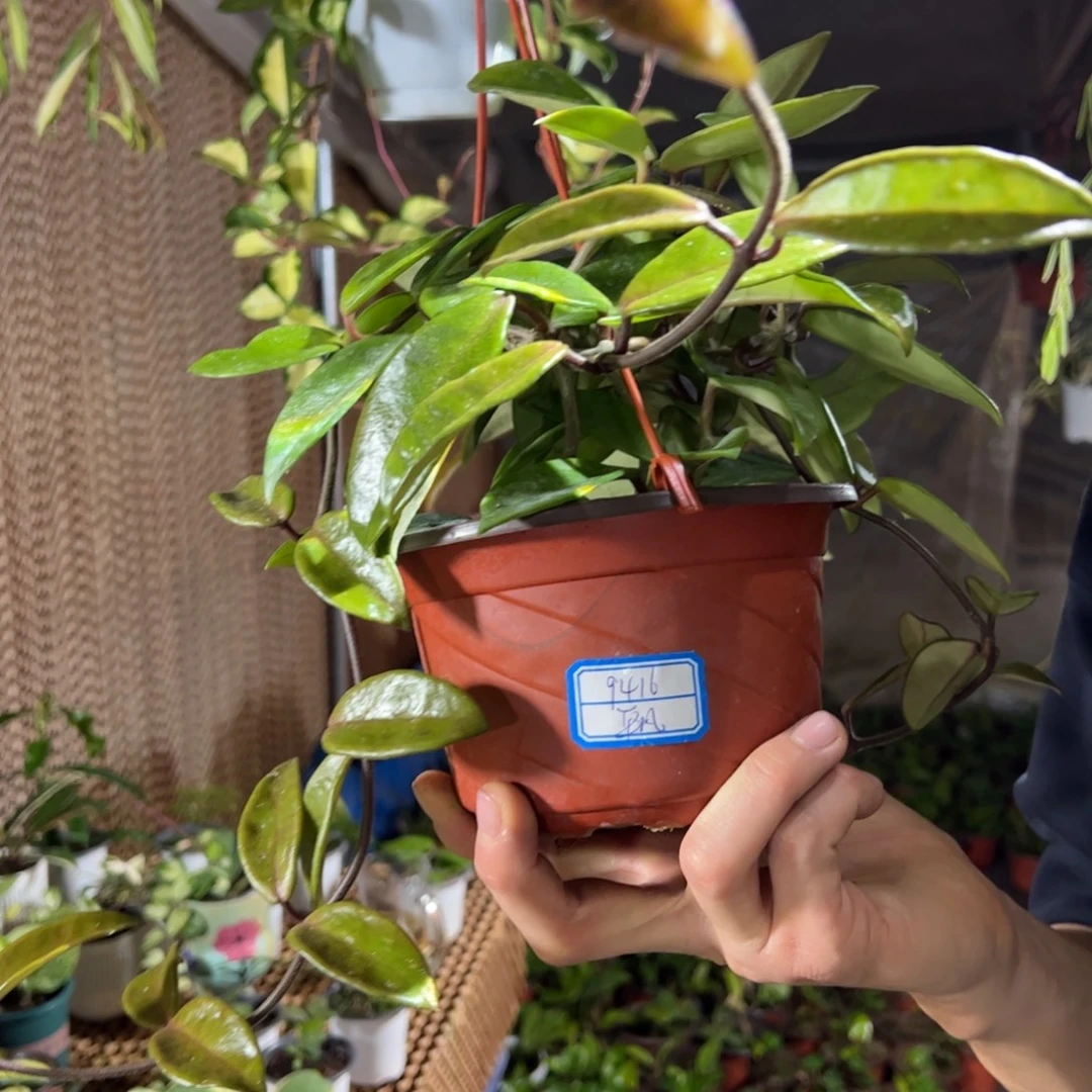 平***凡无花朵醒目球兰大苗