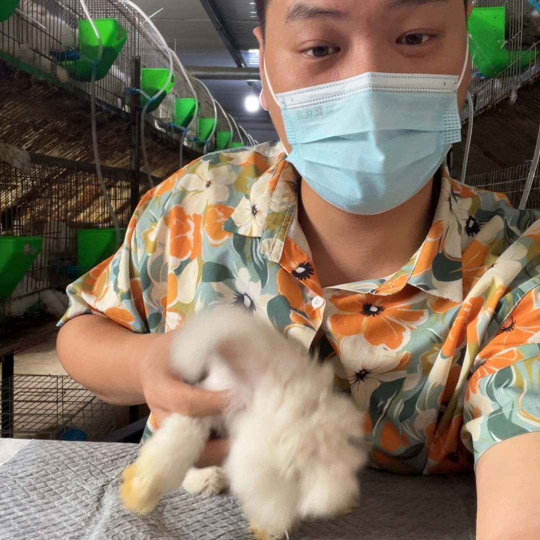 英系安哥拉兔宠物