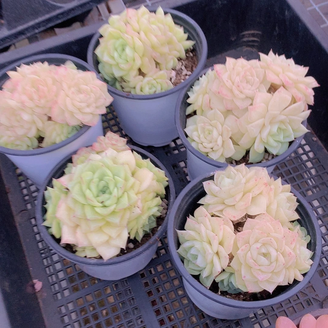 白天鹅群捡漏4567889999