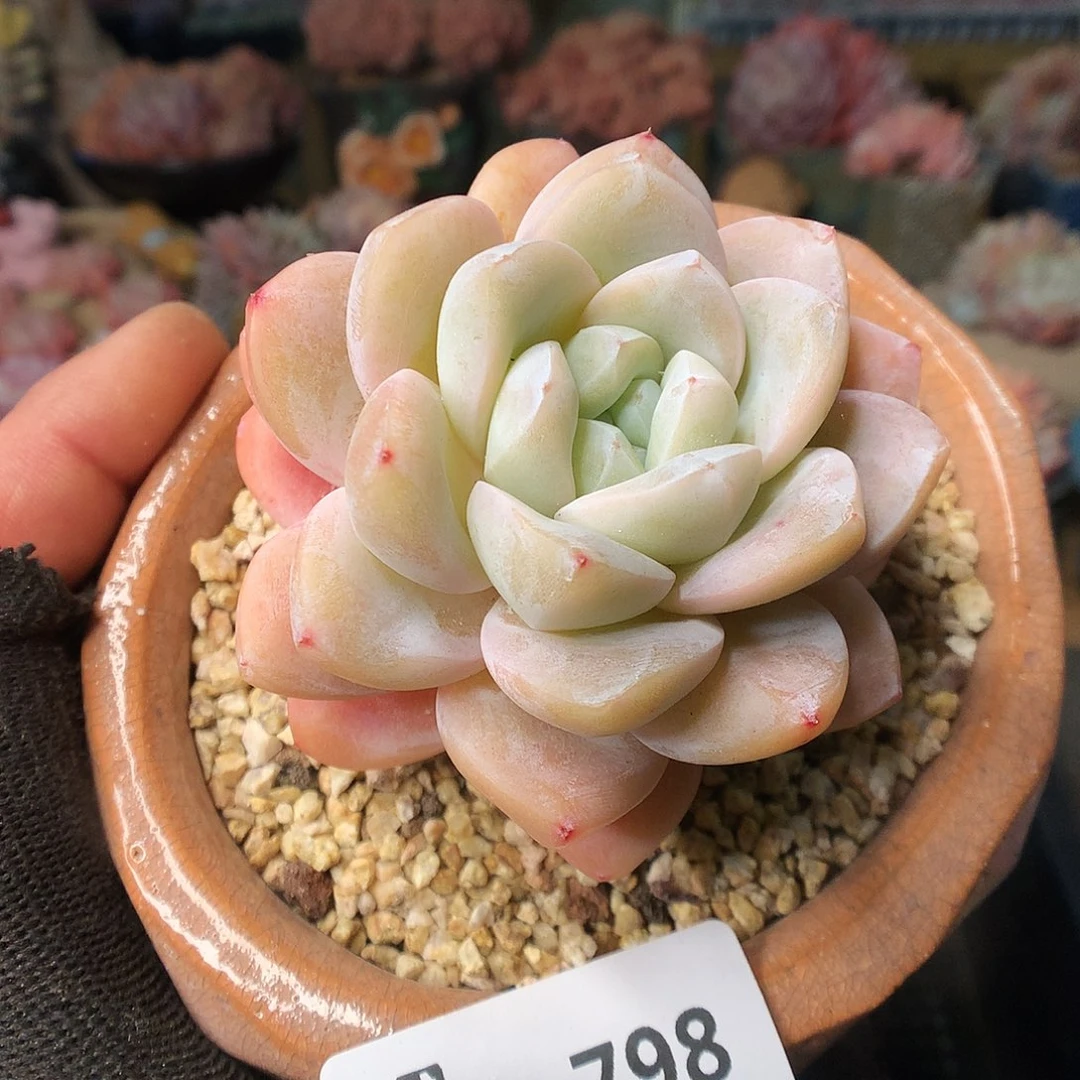 798冰玉多肉植物66666