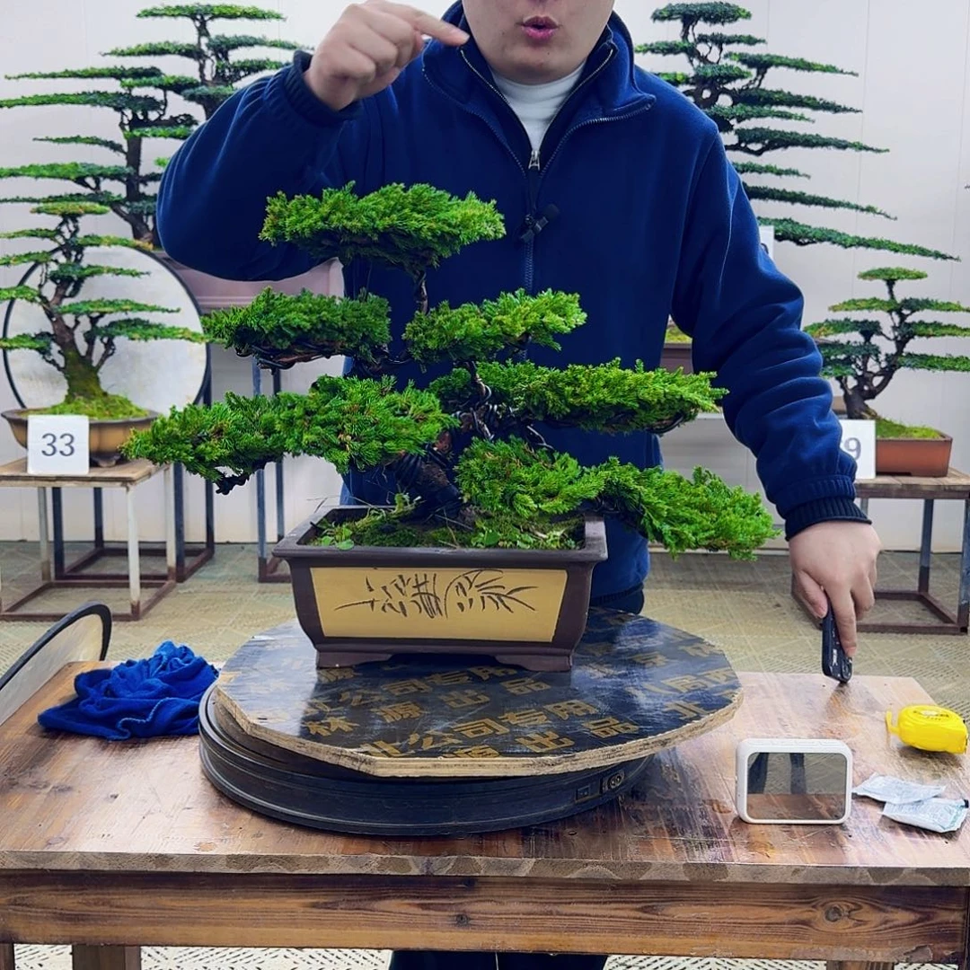 无花朵柏树造型盆景