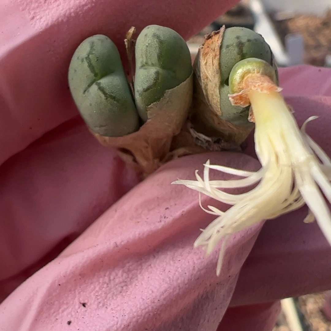 167 好看的多肉冲冲冲q