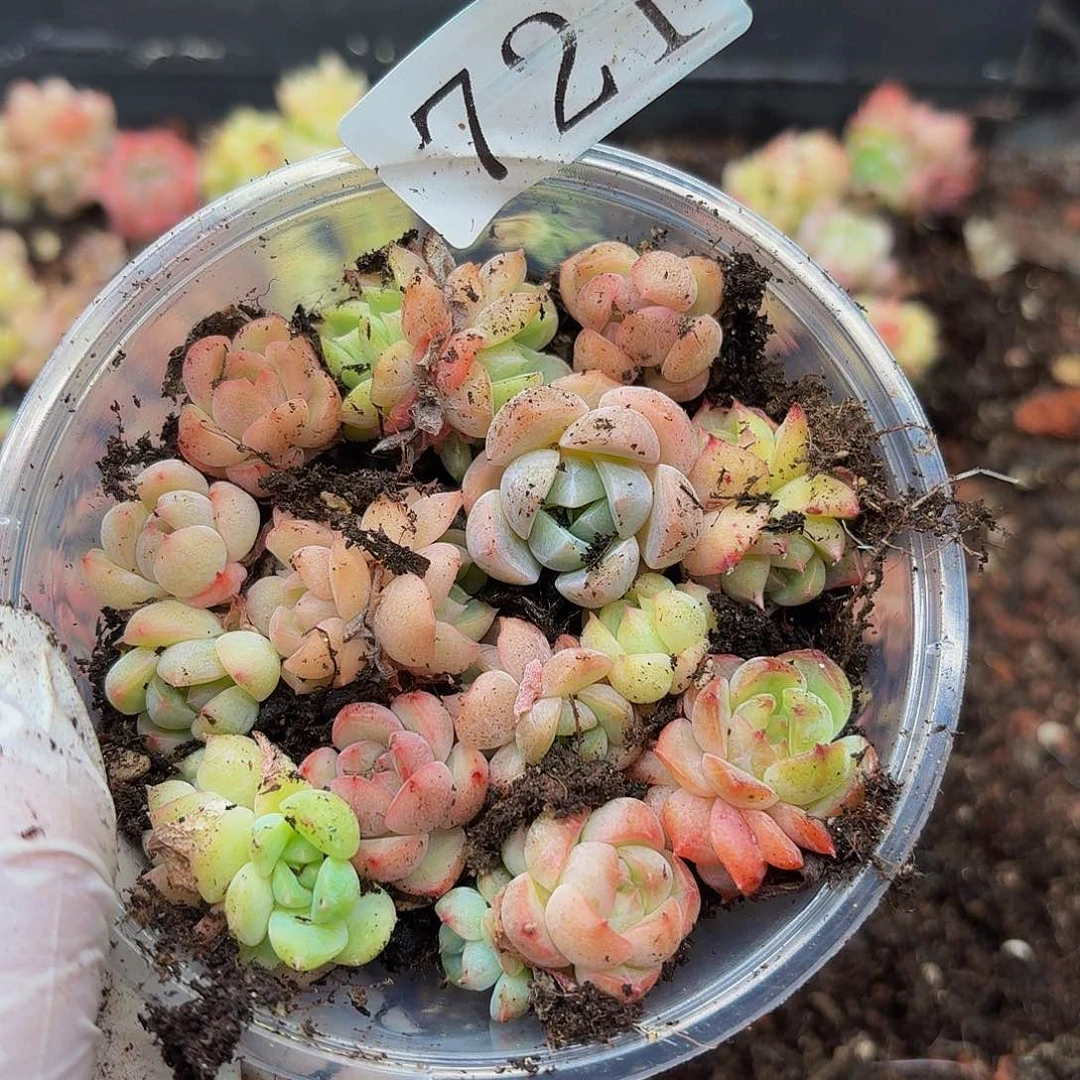 多肉植物多肉植物721