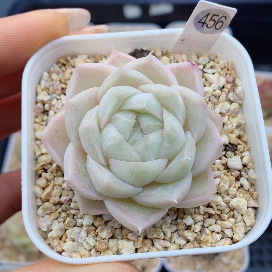 麦秆58包邮  群生不包整456