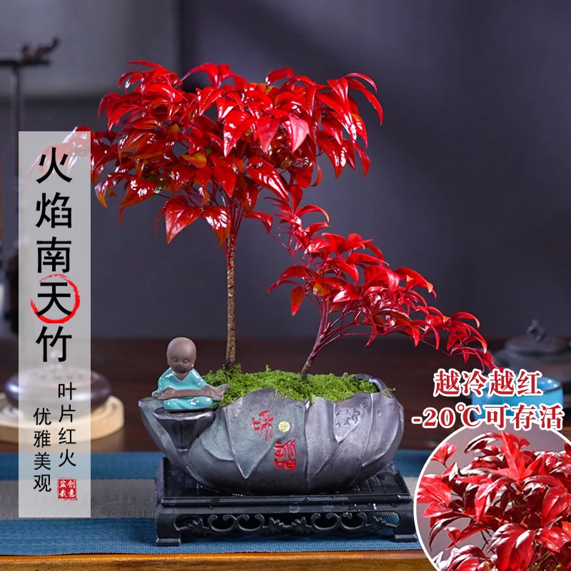 【越冷越红】火焰南天竹耐寒盆景老桩盆栽植物室内好养美观绿植